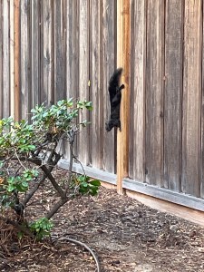 Spooling Squirrel The splooting squirrel | A Good Reed Review